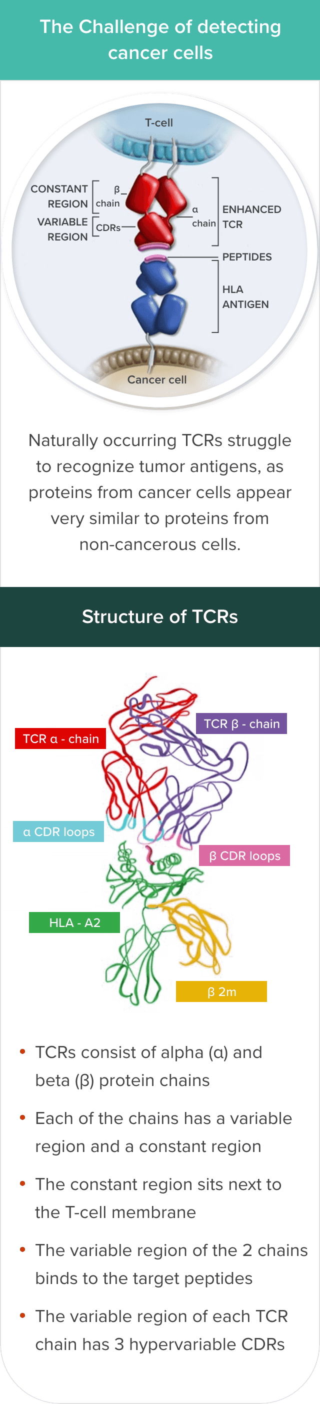 TCR T-Cell Therapy Design table