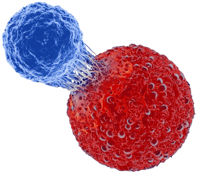 T-Cell Tumor Binding image