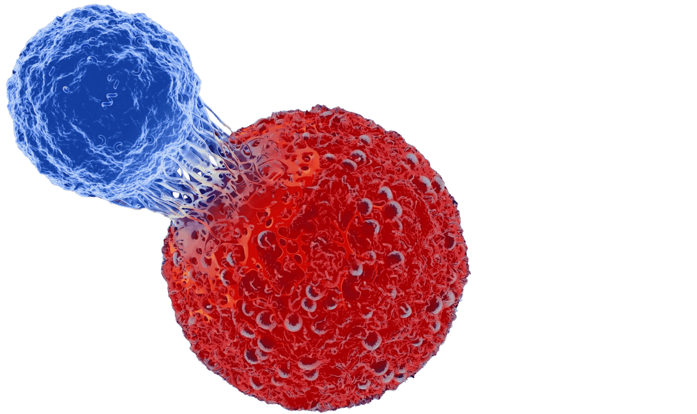 T-Cell Tumor Binding image