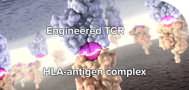 TCR Target Cell Interaction