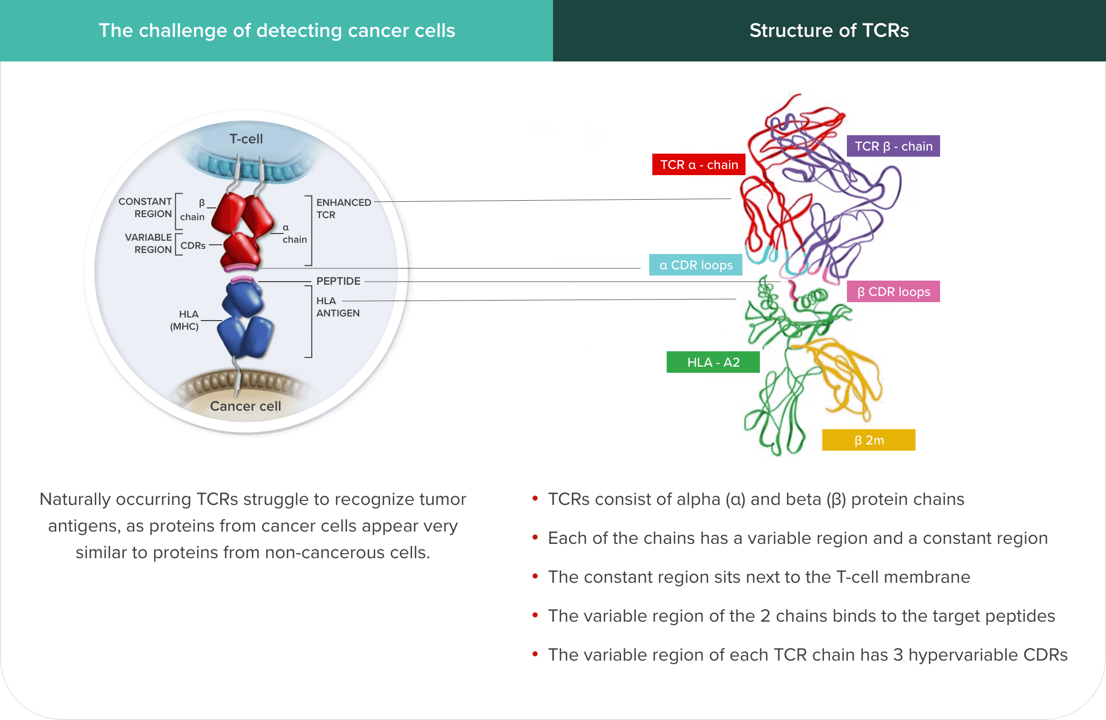 TCR T-Cell Therapy Design table