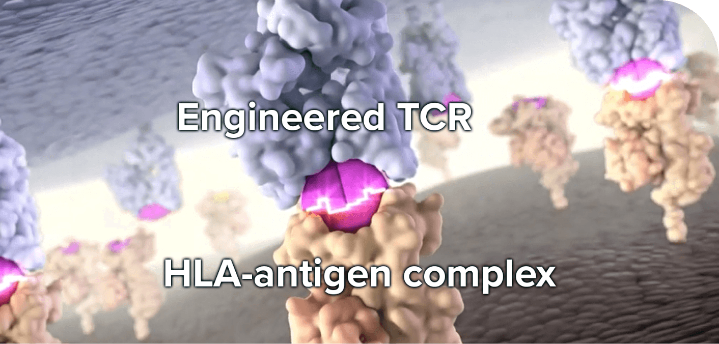 TCR Target Cell Interaction